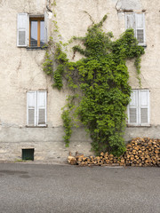 Fototapeta na wymiar firewood and ivy against facade with shutters of old french house in haute provence village of st paul sur ubaye.