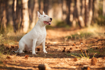 Naklejka na ściany i meble white dog breed bull Terrier on a walk, a beautiful portrait