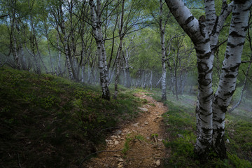 Scary Birch Forest Walk