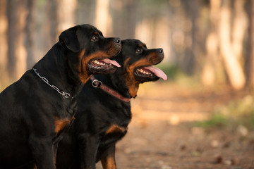 two Rottweiler dogs sitting together in a beautiful forest