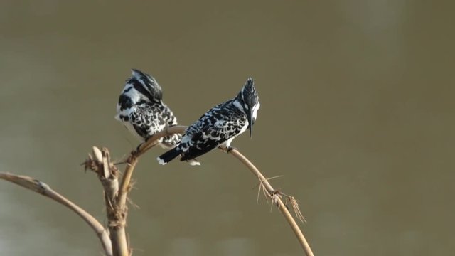 Pied Kingfisher, Ceryle Rudis