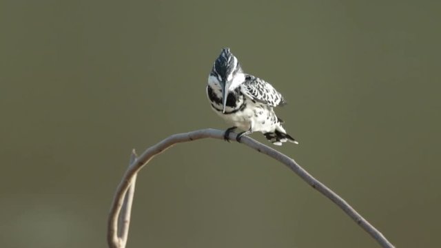 Pied Kingfisher, Ceryle Rudis
