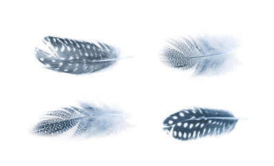 Decorational feather isolated