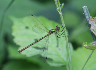 Chalcolestes viridis, formerly Lestes viridis, Its common name is the willow emerald damselfly or the western willow spreadwing