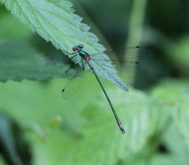 Chalcolestes viridis, formerly Lestes viridis, Its common name is the willow emerald damselfly or the western willow spreadwing