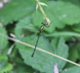 Chalcolestes viridis, formerly Lestes viridis, Its common name is the willow emerald damselfly or...