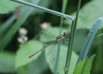 Chalcolestes viridis, formerly Lestes viridis, Its common name is the willow emerald damselfly or the western willow spreadwing