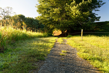 Te Waihou walkway near Putaruru, New Zealand