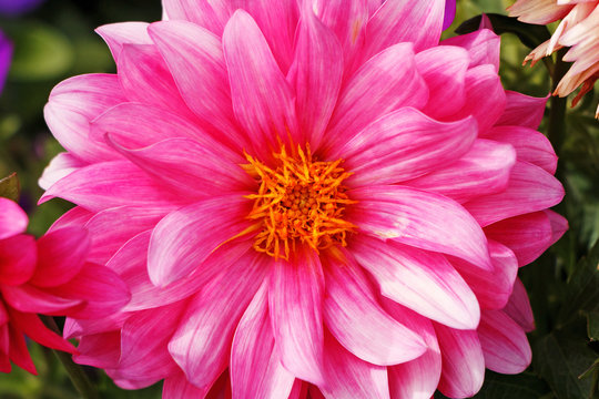 Beautiful summer dahlia blooming in the park
