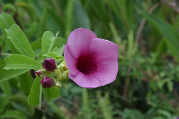 Allamanda blanchetii (Purple Allamanda, violet allamanda)