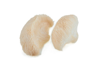 lion mane mushroom isolated on white background.