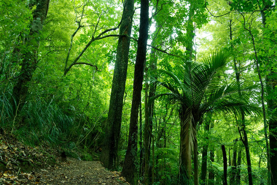 Lush green forest in New Zealand