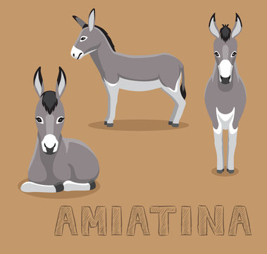Donkey Amiatina Cartoon Vector Illustration