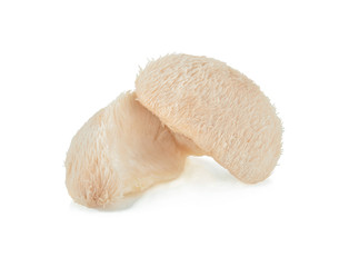 Lion mane mushroom isolated on white background.