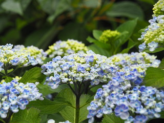 Hydrangea macrophylla 'Ayesha' - hortensia, mophead, bigleaf, French, lacecap hydrangea.