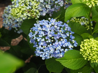 Hydrangea macrophylla 'Ayesha' - hortensia, mophead, bigleaf, French, lacecap hydrangea.