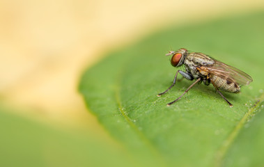 insect fly on on green leaf