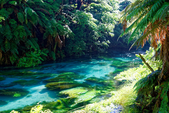Blue Spring, Waikato, New Zealand