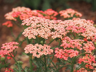 Achillea millefolium 'Apricot Delight' in full bloom. Blooming Yarrow. © Anna Gratys