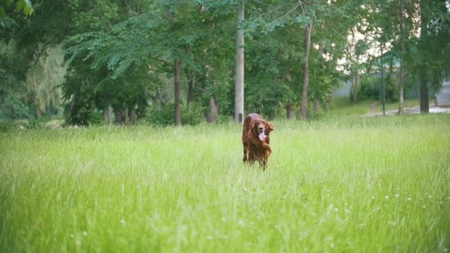 Irish setter running in the park, slow-motion