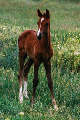 foal