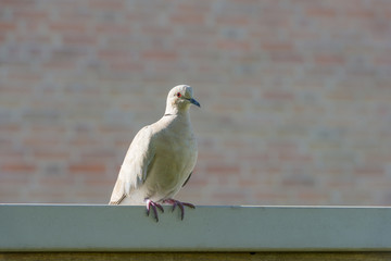 Dove resting in sunlight in summer