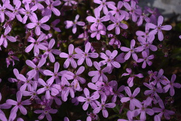 fiori prealpini