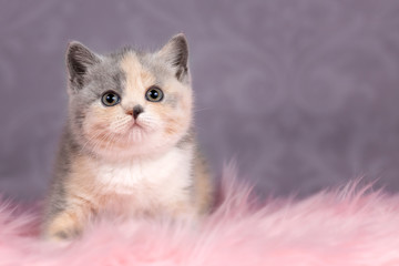 Katzenkind in Blue-Tortie-White - Rassekatze Kitten