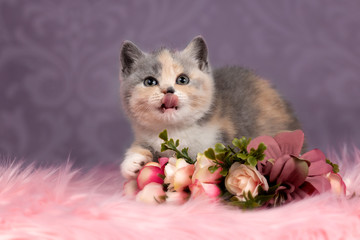 Süßes Katzenbaby BKH in tricolor mit Blumen 
