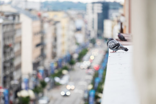 Pigeon on windowsill