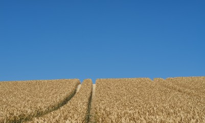 Wheat field in front of cloudless blue sky