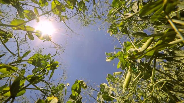 Green peas grow in the field against the blue sky and the sun that shines into the camera. View from bottom to top