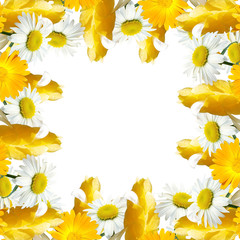 Beautiful floral background of pachystachys, chamomile and calendula