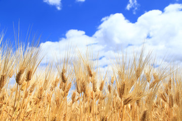 Barley ears on field under blue sky