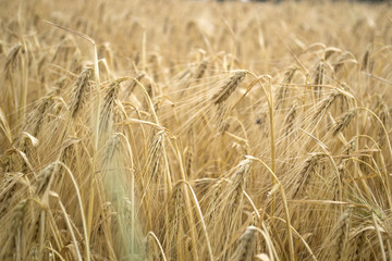 Wheat field at summer. Close up. Wheat background.