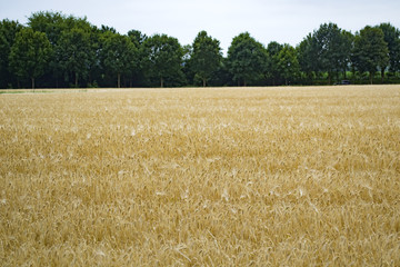 Wheat field at summer. 