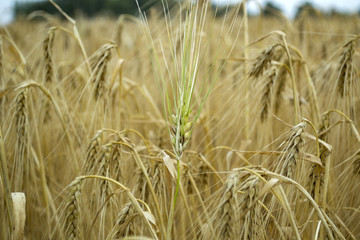 Wheat field at summer. Close up. Wheat background.