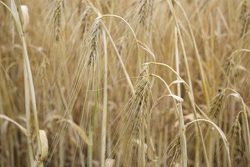 Wheat field at summer. Close up. Wheat background.
