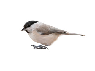 willow tit (Poecile montanus), cut out, isolated, white background