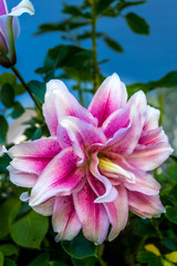 Doppelte Lilie © Angelika Bentin