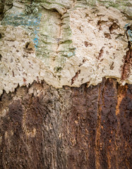 cork oak tree in detail after cut the cork in the forest