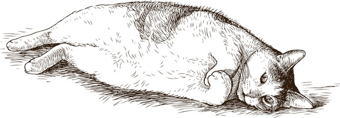 Sketch of a thick lying domestic cat