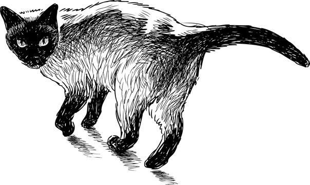 Sketch of a domestic siamese cat