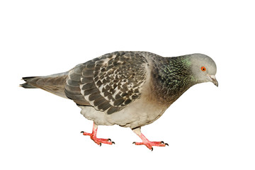 Rock Pigeon (Columba livia) walking, with white background, cut out, isolated