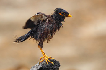 Bank Myna taking a shower in rain. It remained very hot for long and the sudden relief gave birds a break. Enjoying change of temperature 