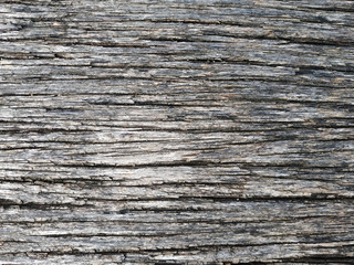 Naklejka premium wood texture from tree