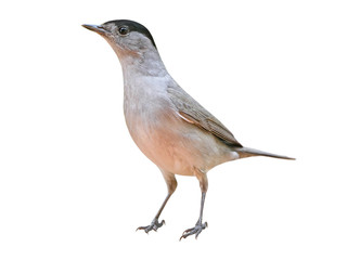Male Blackcap (Sylvia atricapilla), isolated on White background