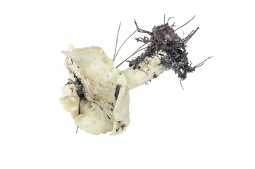 Poisonous mushroom isolated on white background.