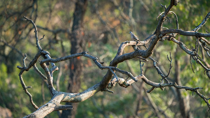 Kaptäubchen (Oena capensis), Südafrika, Afrika