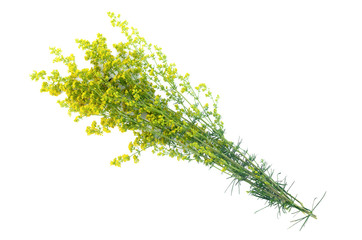 Yellow wild flower stem isolated on white background.